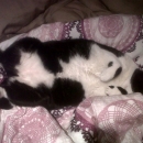 Virgola, un ciccongatto salvato per la collottola!!!
