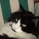 Milko