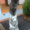 Una Pulce sopra un leone