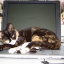 Dormiglione su PC