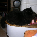 Gruber comodo sul bel cuscino