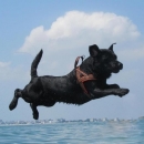Fly...in volo!