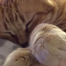 Ugo dorme pacifico