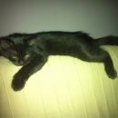 Matilda a pelle di leo...gatto!