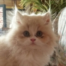 Lulù