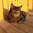 Juliette, un amore per i tetti del quartiere!