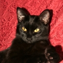 Birba