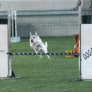 Maya in azione in un bellissimo salto!