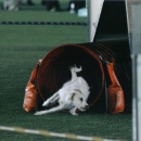 Maya mentre esce dal tubo durante una gara di agility