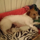 Scuba e i suoi cuccioli