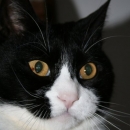 Birillo